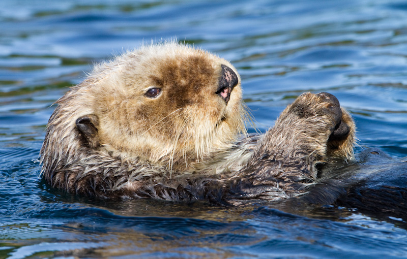 Sea Otter